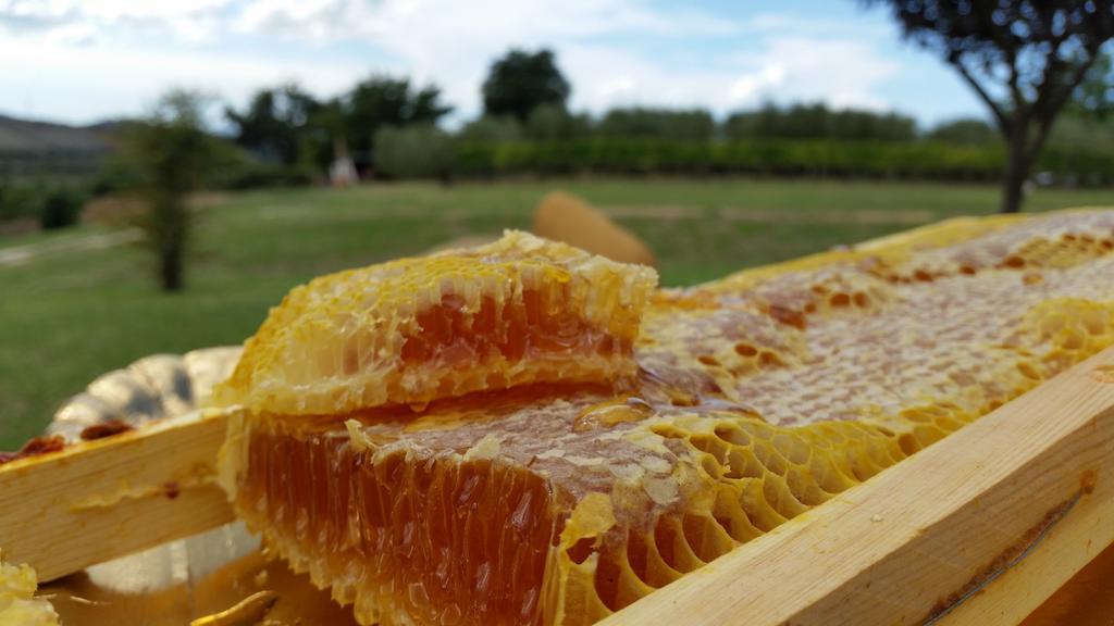 I Sicomori - Seme Di Carota - Glamping E Appartamenti Con Piscina A Saturnia Bagian luar foto