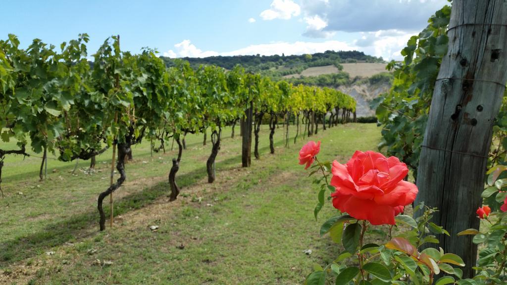 I Sicomori - Seme Di Carota - Glamping E Appartamenti Con Piscina A Saturnia Bagian luar foto